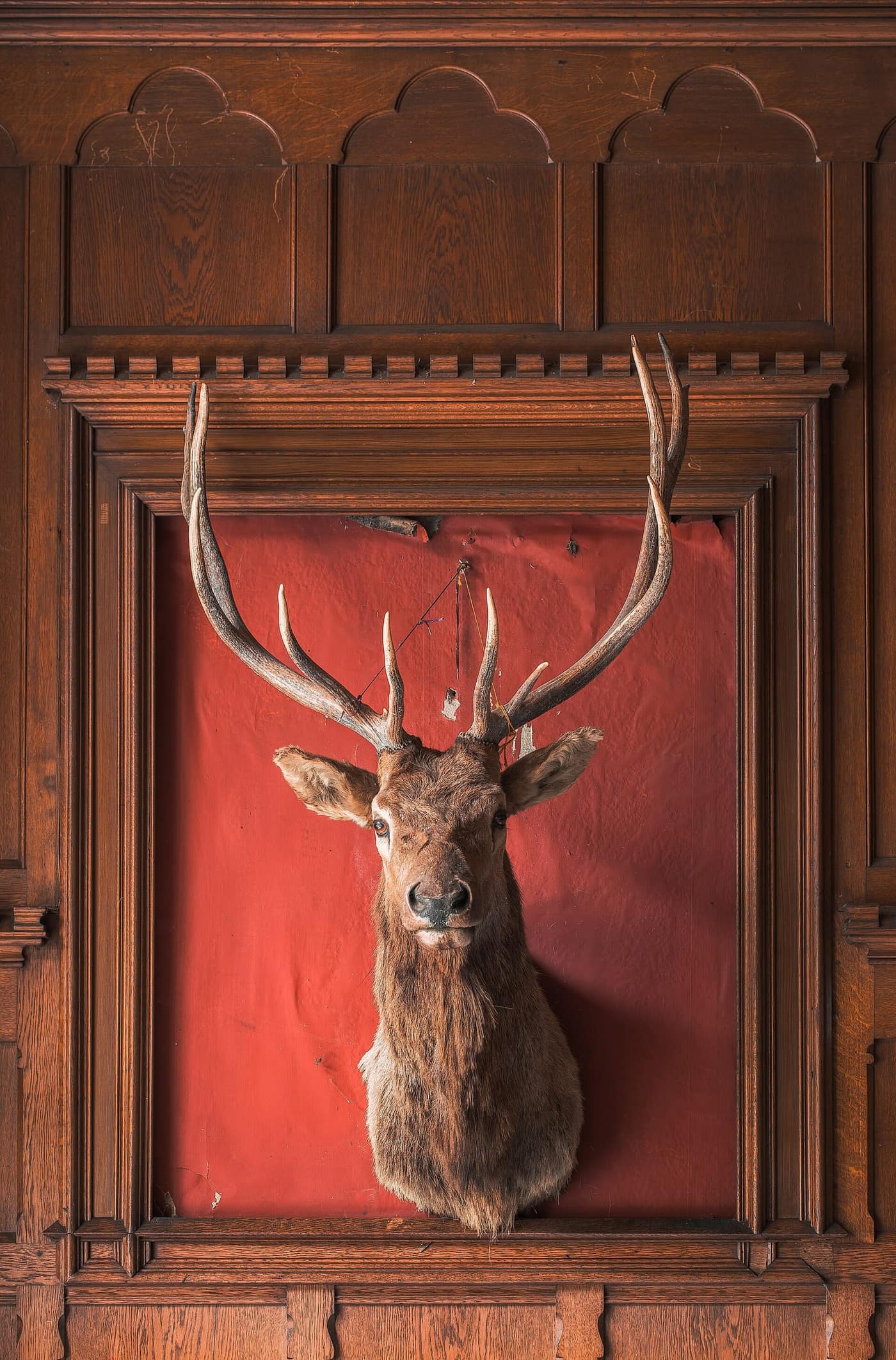 A red deer stag