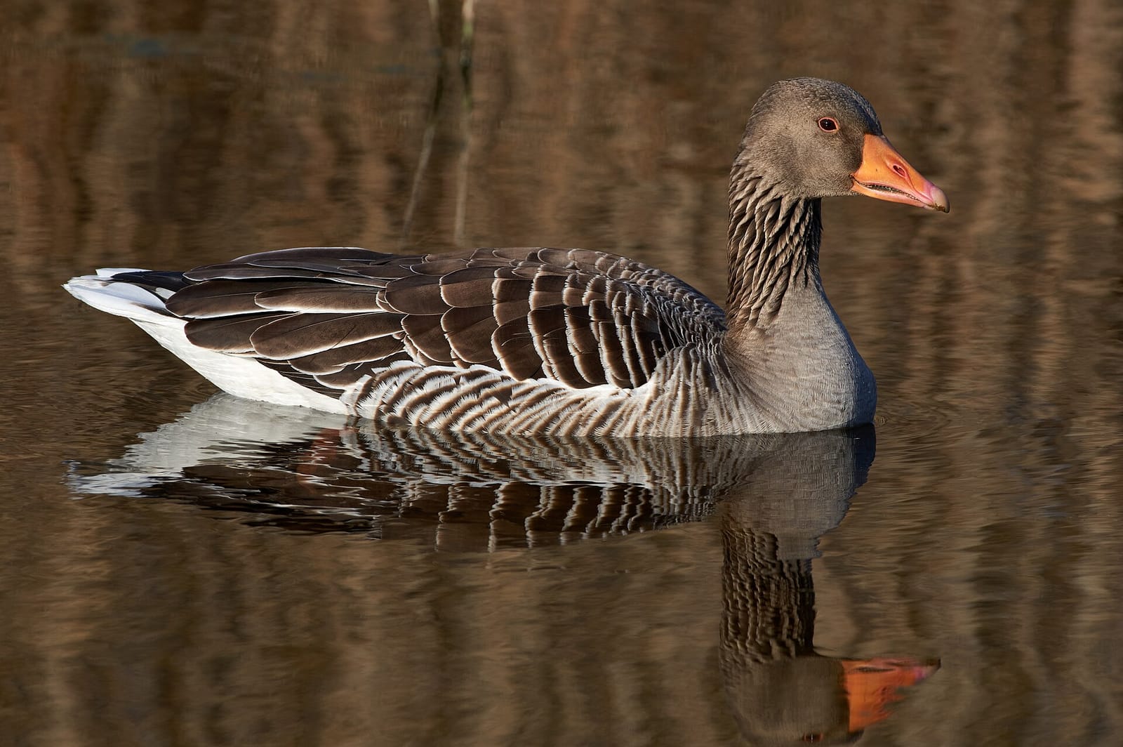 A greylag goose