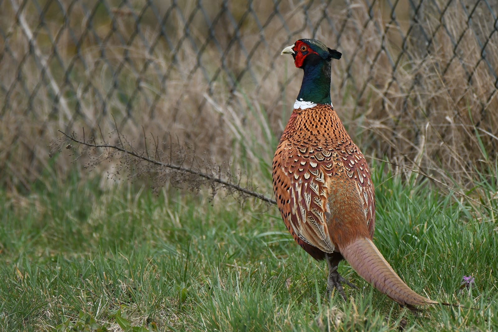 A common pheasant in tall grass