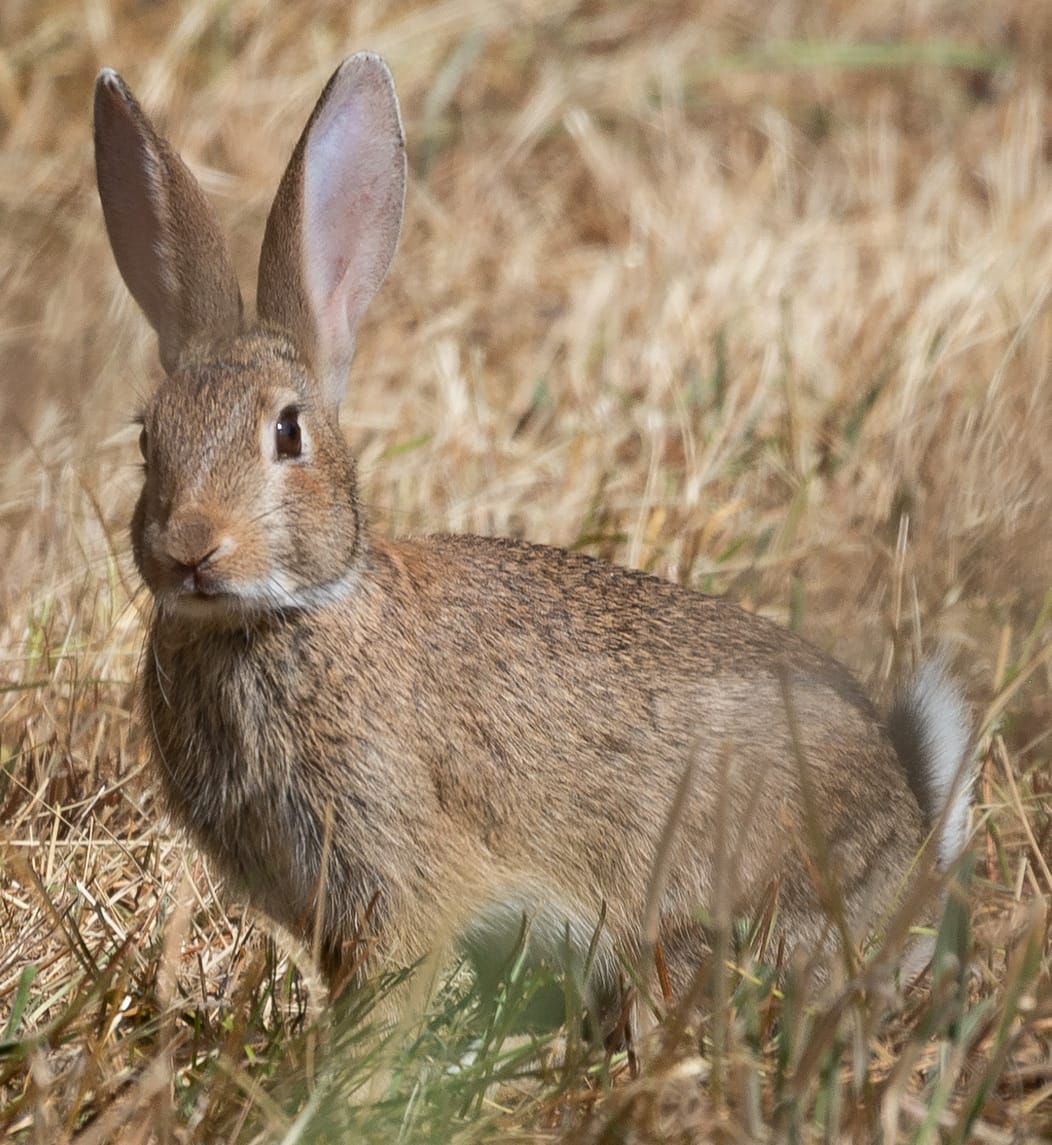 A wild rabbit on open ground