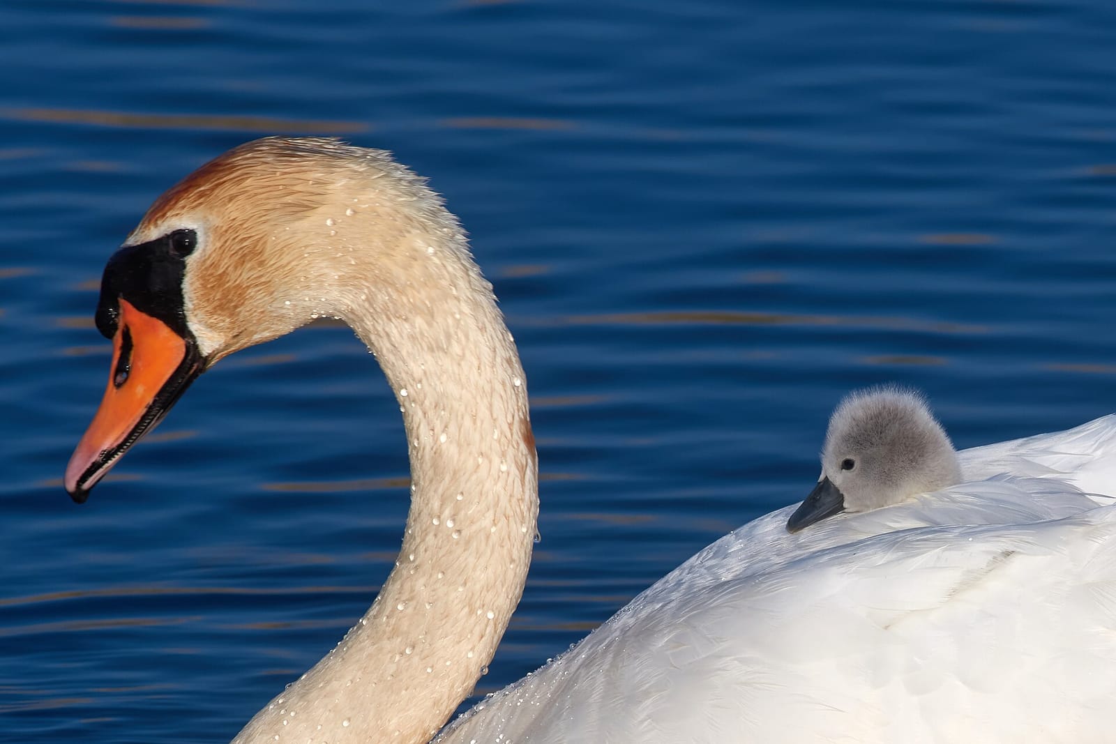 A mute swan on the water